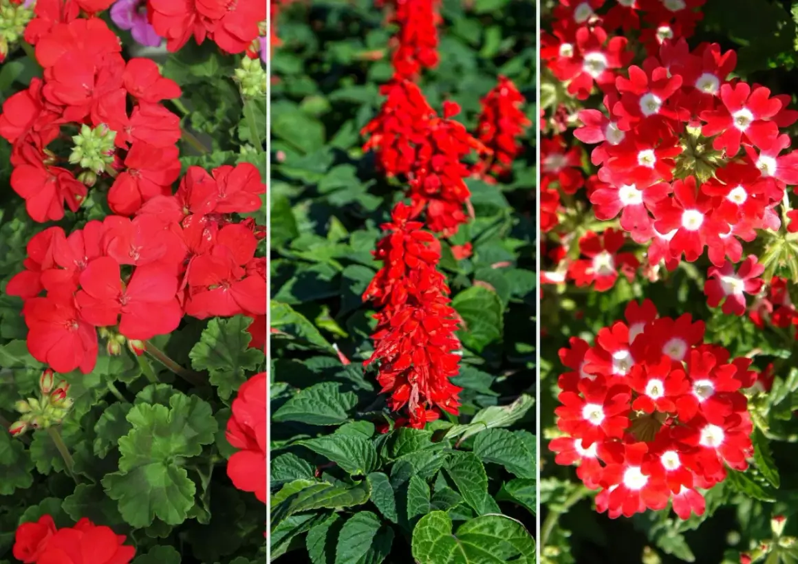 Trzy rodzaje czerwonych kwiatów doniczkowych: pelargonie, szałwia i werbena.