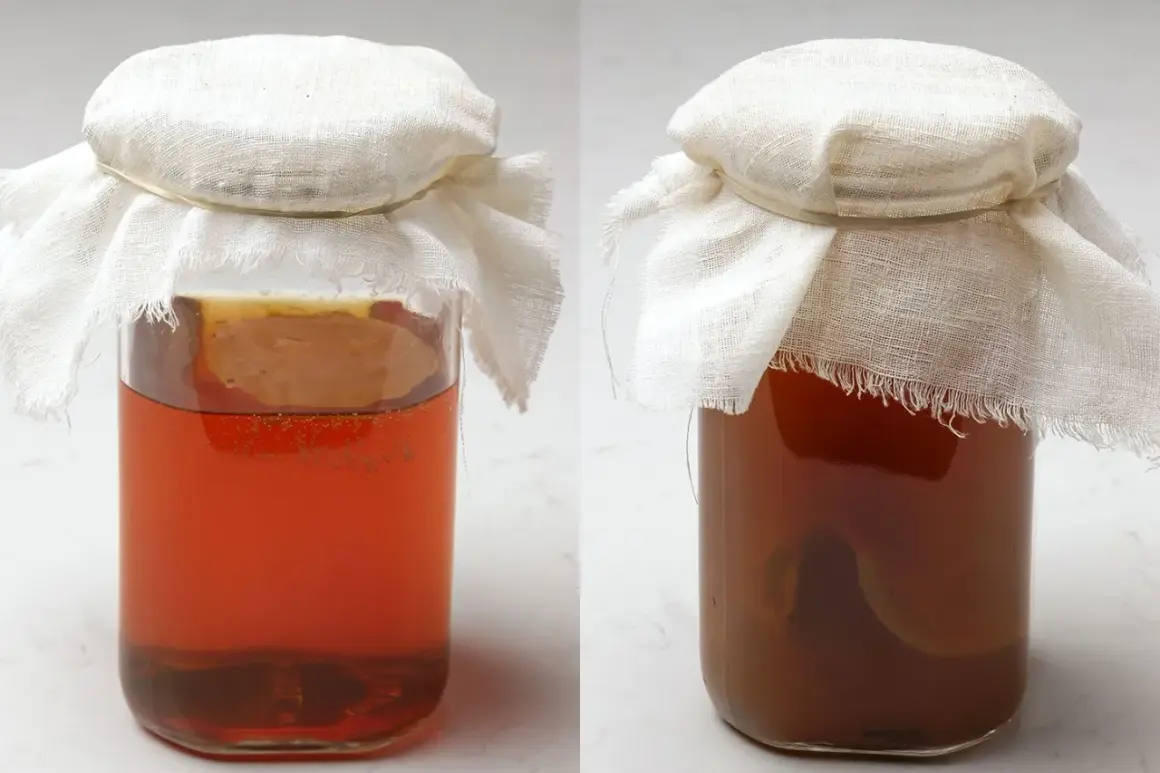 Två glasburkar med egen kombucha, täckta med tyg. Den vänstra burken har en ljusare vätska och synliga bubblor, medan den högra har en mörkare färg.