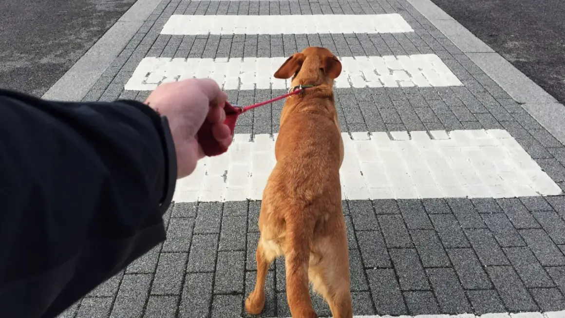 Szukasz idealnej smyczy dla psa, który ciągnie? Ten rudy piesek na pasach pokazuje, że nawet z nim można spacerować spokojnie.