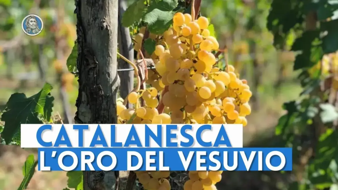 Grappoli dorati di uva Catalanesca del Vesuvio, "l'oro del Vesuvio", pendono da una vite.