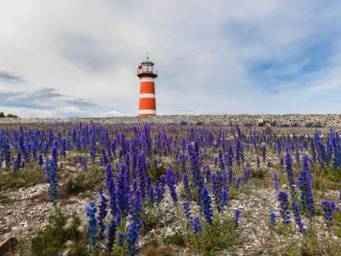 Rött och vitt fyr på Gotland, omgivet av lila blommor och en stenmur.