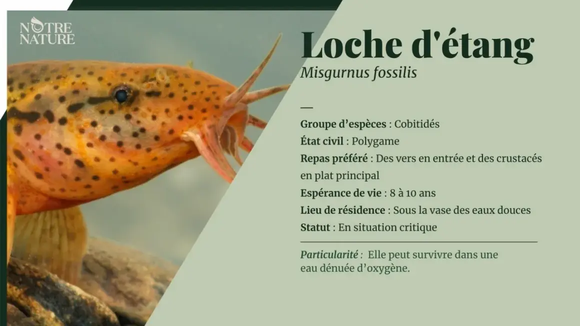 Une loche d'étang, poisson orange tacheté, vit sous la vase des eaux douces et peut survivre dans une eau dénuée d'oxygène.