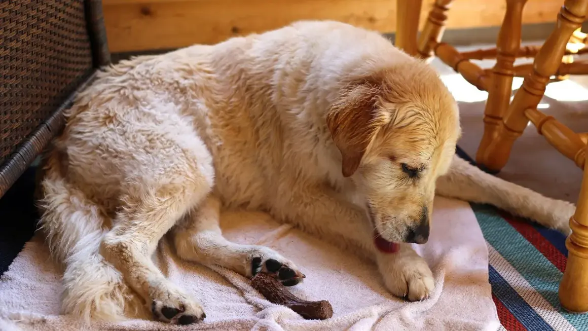 Perro dorado descansando en una toalla, se lame mucho las patas.