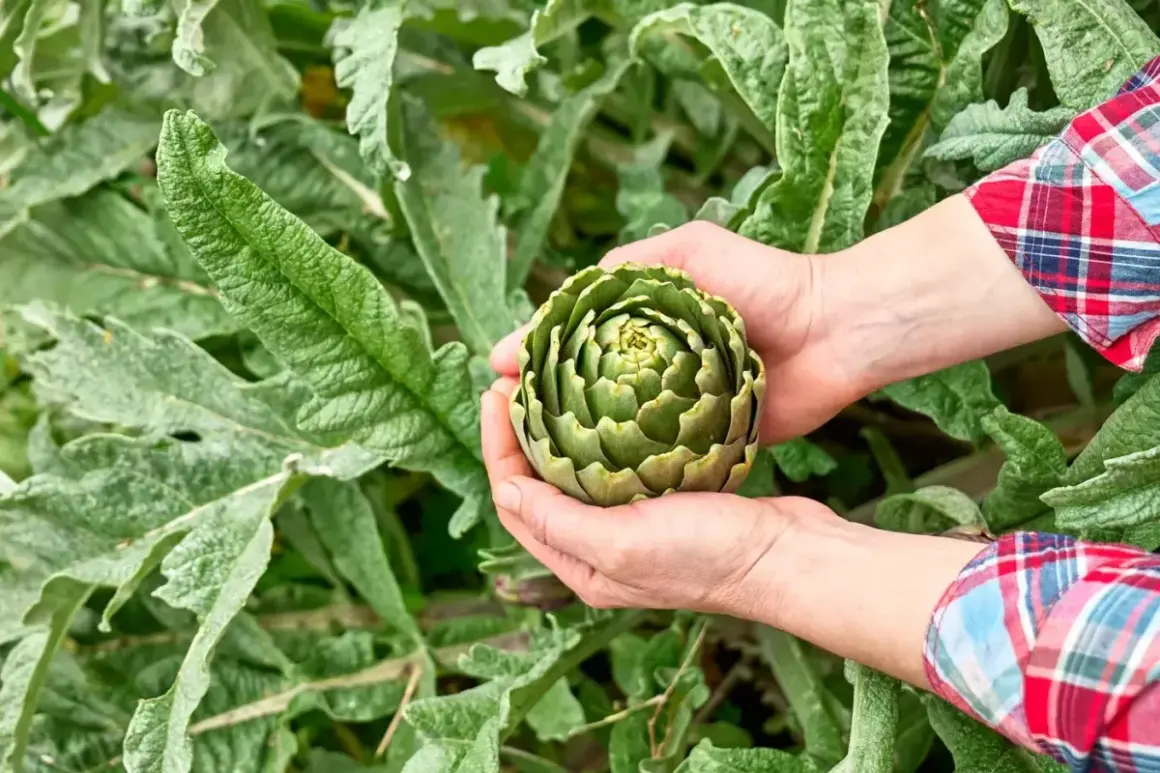 Mains tenant un bel artichaut vert, prêt à être cueilli. Le moment idéal pour savoir quand cueillir les artichauts.