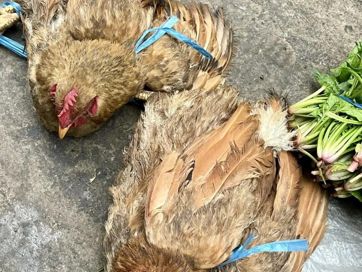 Dwie kury z niepokojącymi objawami ptasiej grypy, związane niebieską taśmą, leżą na ziemi obok pęczka zielonych warzyw.