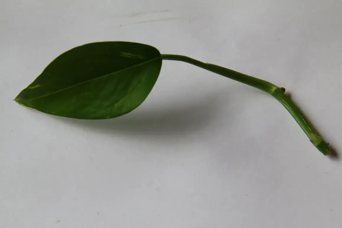 En grön stickling gullranka med ett blad ligger på ett vitt underlag.