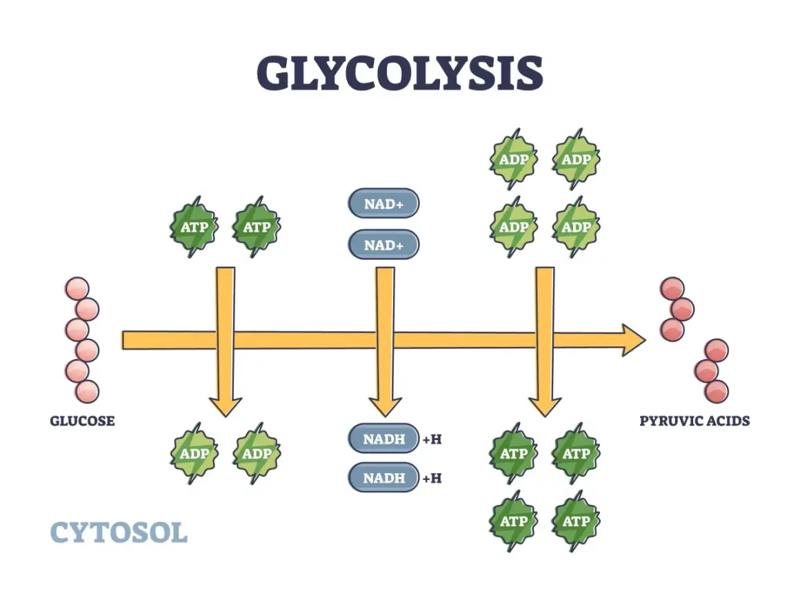 Schema della glicolisi, processo chiave nel metabolismo dei carboidrati, che trasforma il glucosio in acidi piruvici con produzione di ATP e NADH.