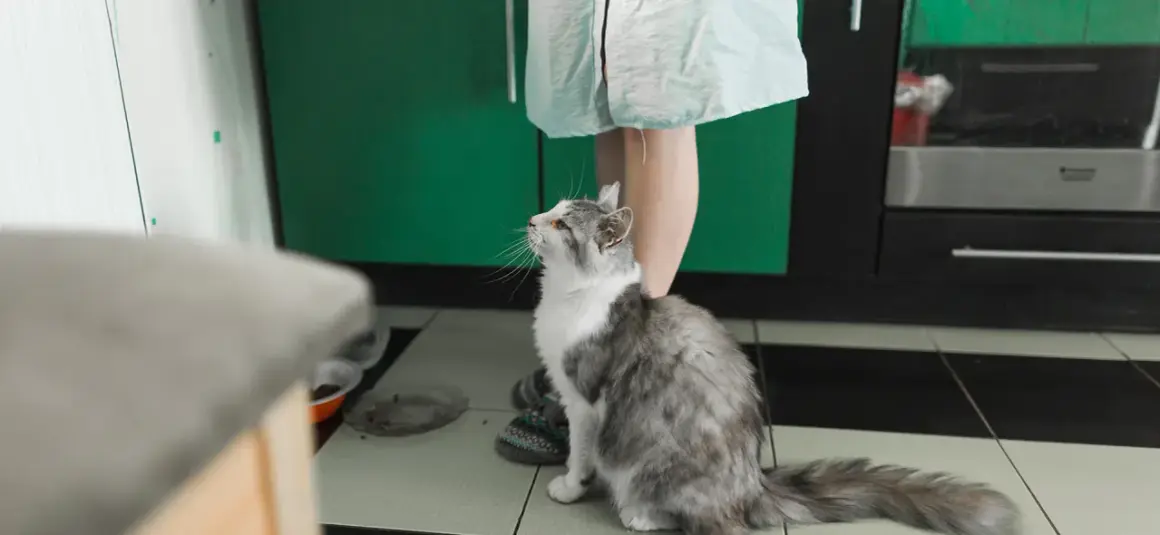 Gato gris y blanco mira hacia arriba, esperando algo. Quizás un poco de feromonas para gatos para calmarse.
