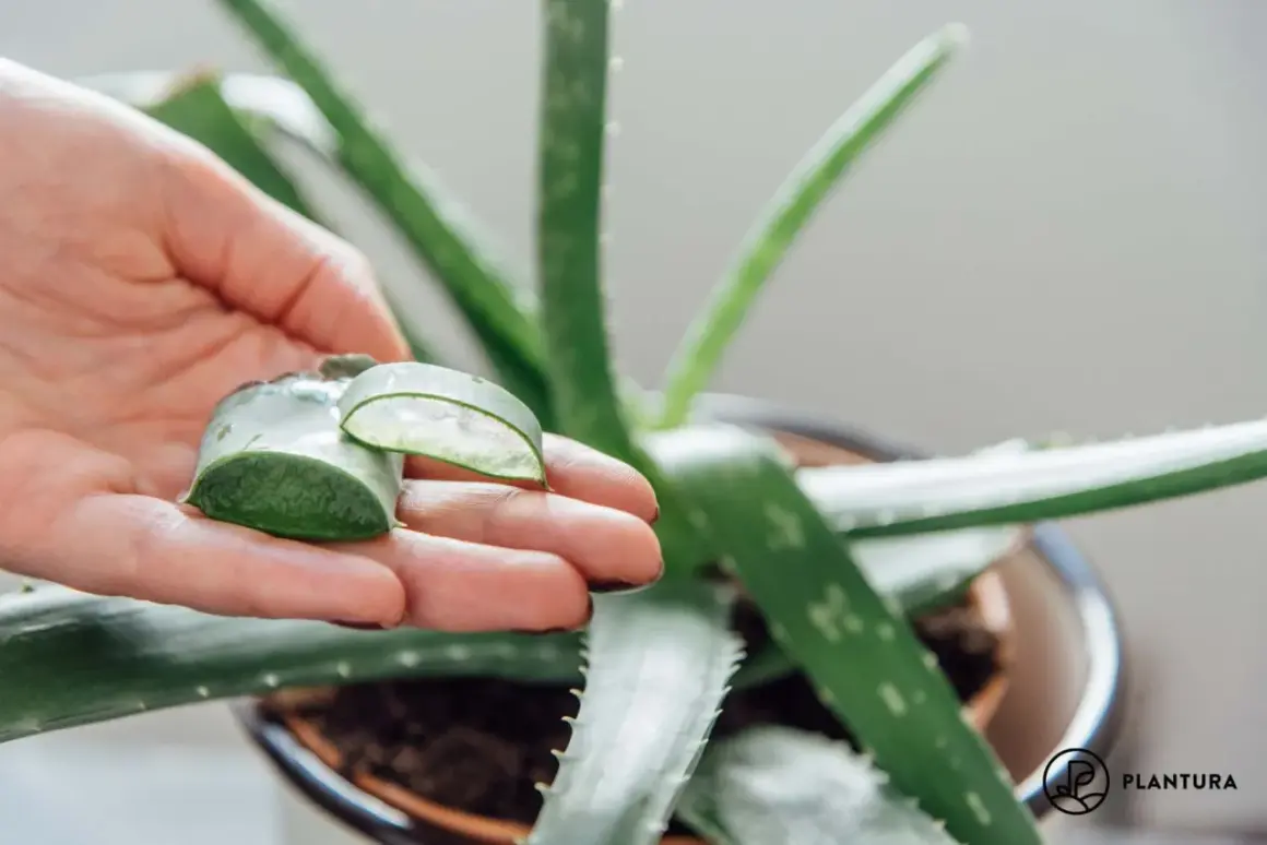 Hand hält Aloe Vera Blattstücke, die das klare Gel zeigen. Natürliche aloe vera anwendung für Hautpflege.