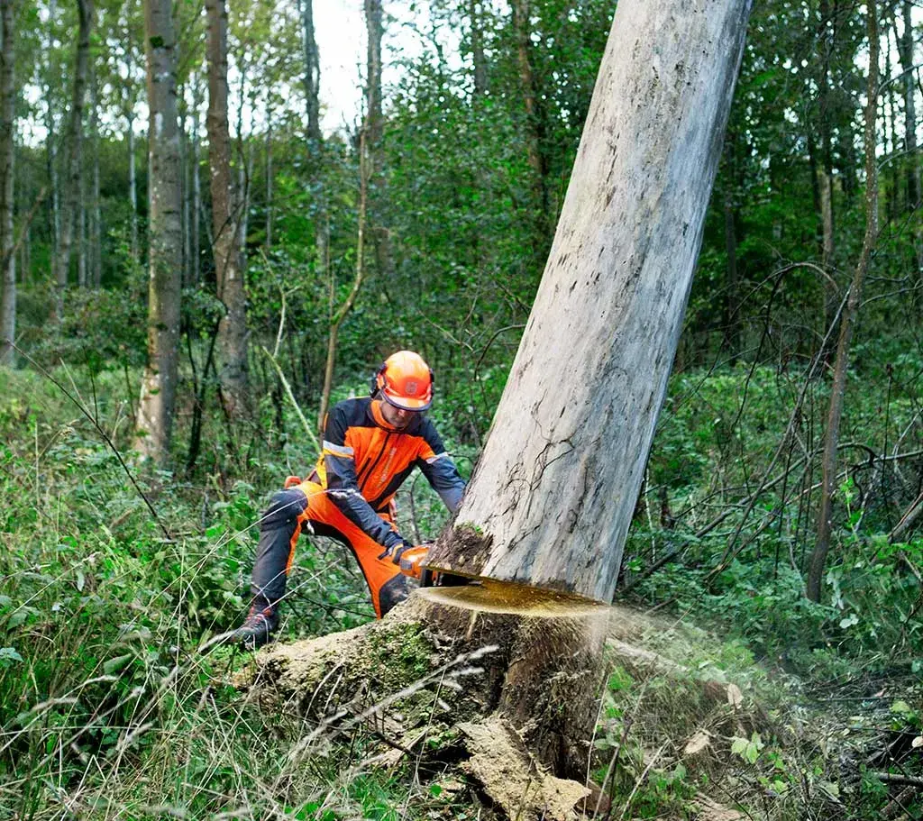 Jak ściąć drzewo w lesie bezpiecznie i zgodnie z prawem