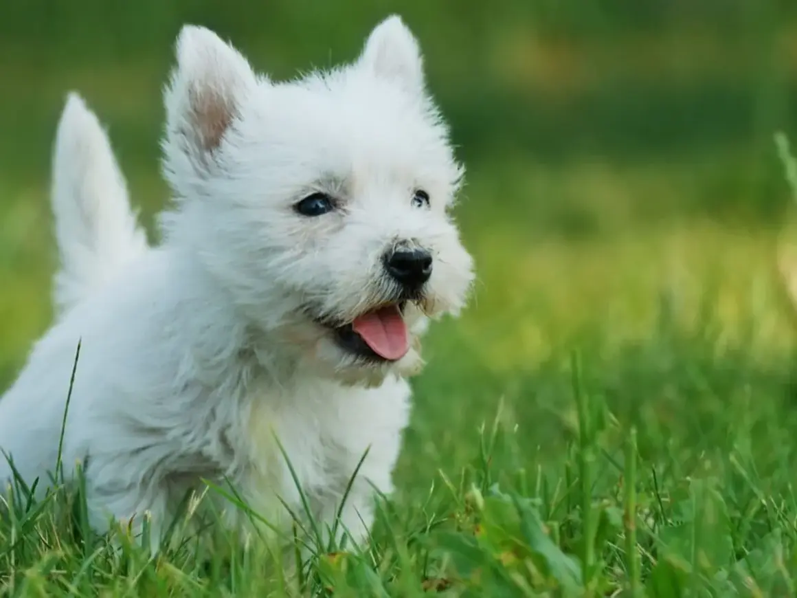 Uroczy biały szczeniak westie w trawie, idealny kandydat na imię dla białego psa.