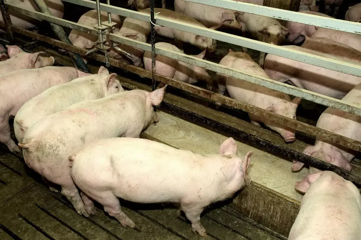 Stado różowych świń pochyla się nad korytem, jedząc paszę. Widać ich grzbiety i głowy, gdy zajadają się tym, co jedzą świnie.