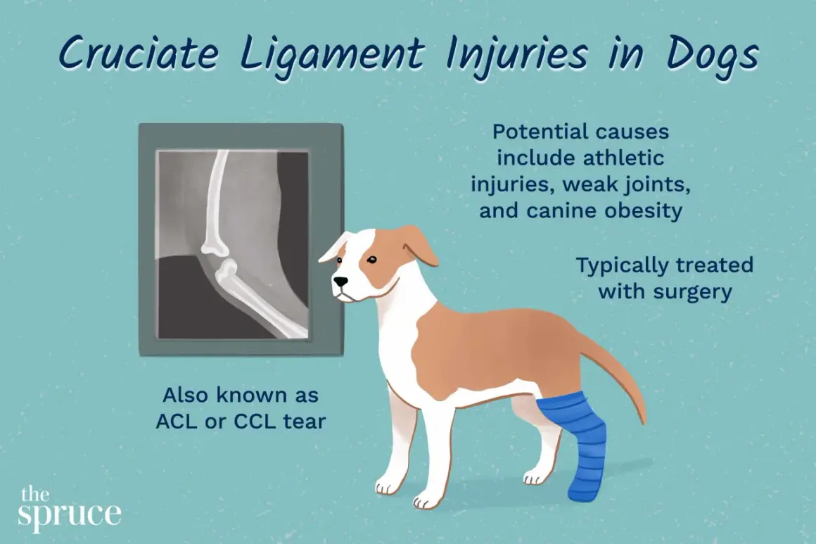 Ilustración de un perro con una pierna vendada, junto a una radiografía de rodilla. Se informa sobre el ligamento cruzado perro y su tratamiento.