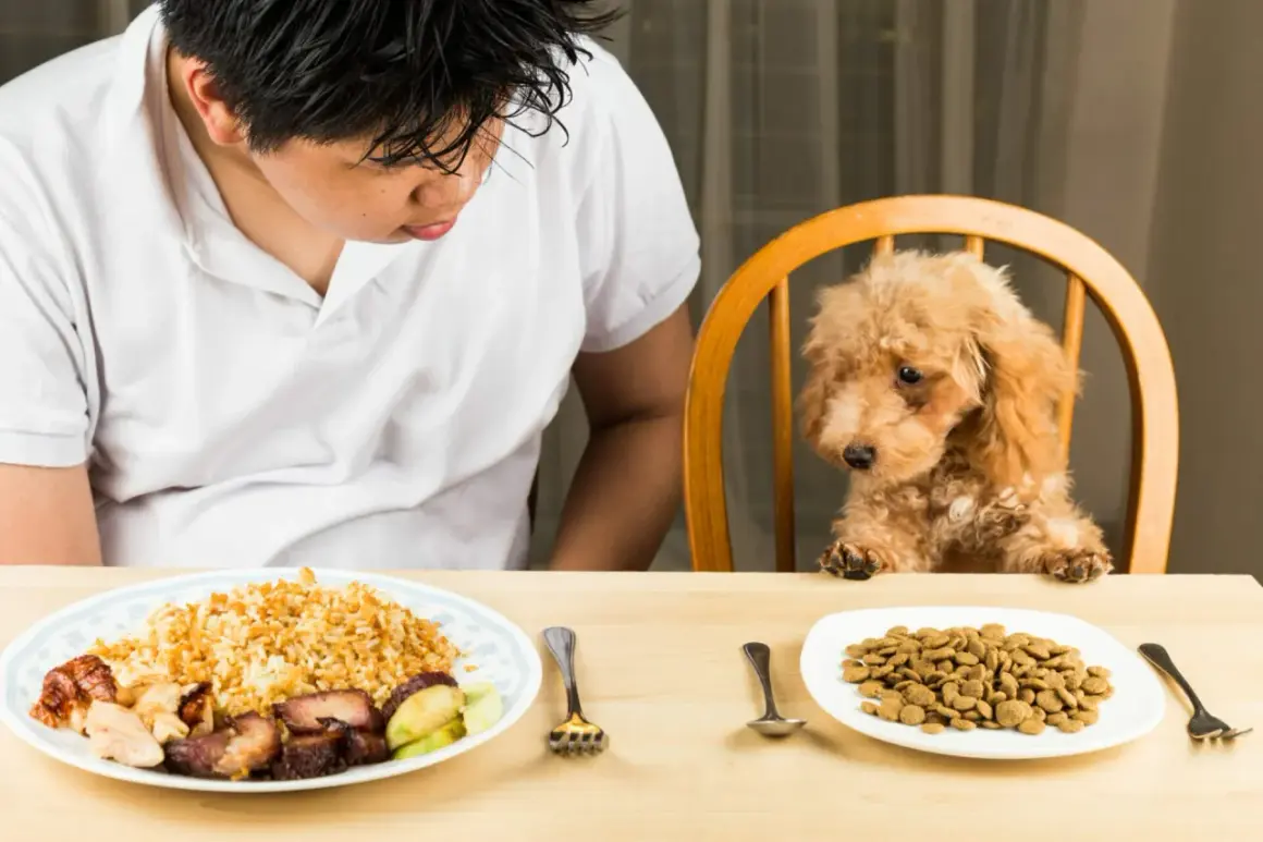 Un niño mira a su perro, que está sentado en una silla. El perro parece triste, como si mi perro no quiere comer.