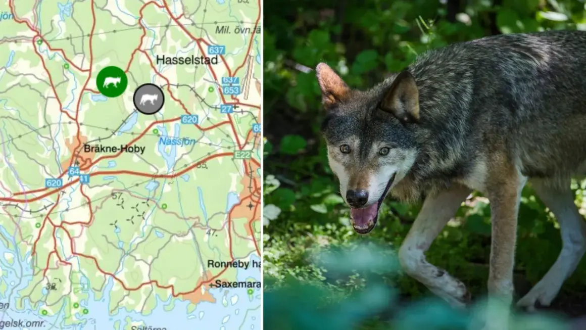 Karta över Blekinge med vargspår markerade. En varg syns i förgrunden, redo att utforska sitt revir.