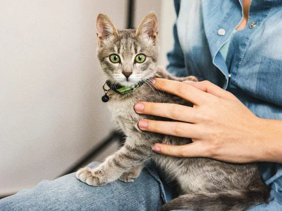 A qué edad se puede castrar un gato hembra y evitar problemas de salud