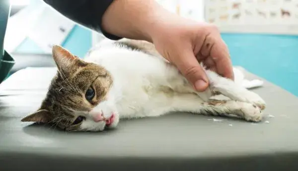 Cómo sé si mi gato tiene fiebre: síntomas que no debes ignorar