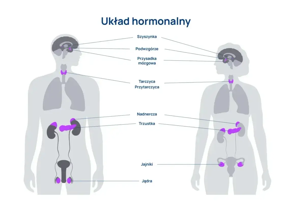Schemat układu hormonalnego człowieka, pokazujący lokalizację gruczołów: szyszynki, podwzgórza, przysadki, tarczycy, przytarczyc, nadnerczy, trzustki, jąder i jajników.