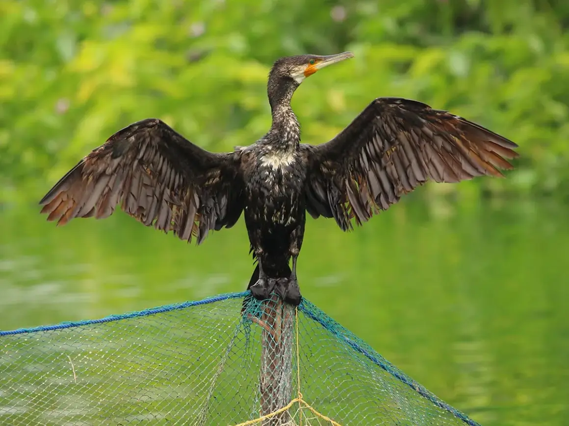 Un oiseau noir aux ailes déployées, perché sur un filet, prêt à plonger pour attraper des poissons.