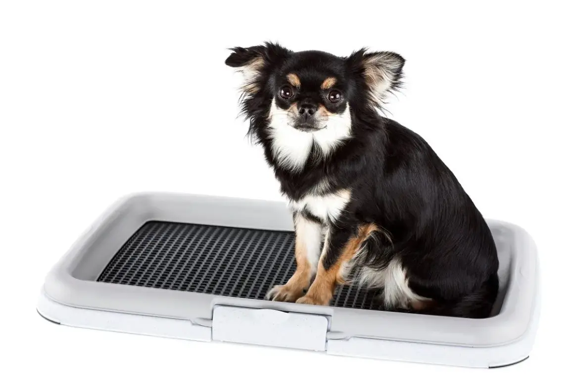 Chihuahua siedzi na kuwecie, ucząc się jak nauczyć psa sikać do kuwety.