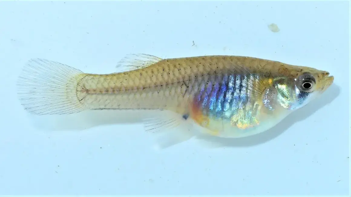 Un petit poisson moustique aux reflets irisés, nageant dans une eau claire.