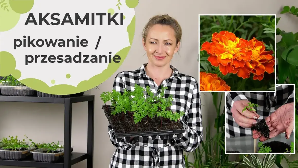Kiedy siać aksamitki do doniczek, aby uniknąć niepowodzeń w uprawie