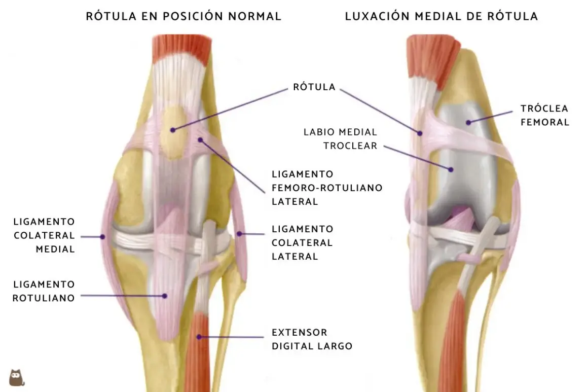 Anatomía comparada de la rodilla de un perro: rótula en posición normal vs. luxación medial de rótula, mostrando ligamentos y estructuras óseas.