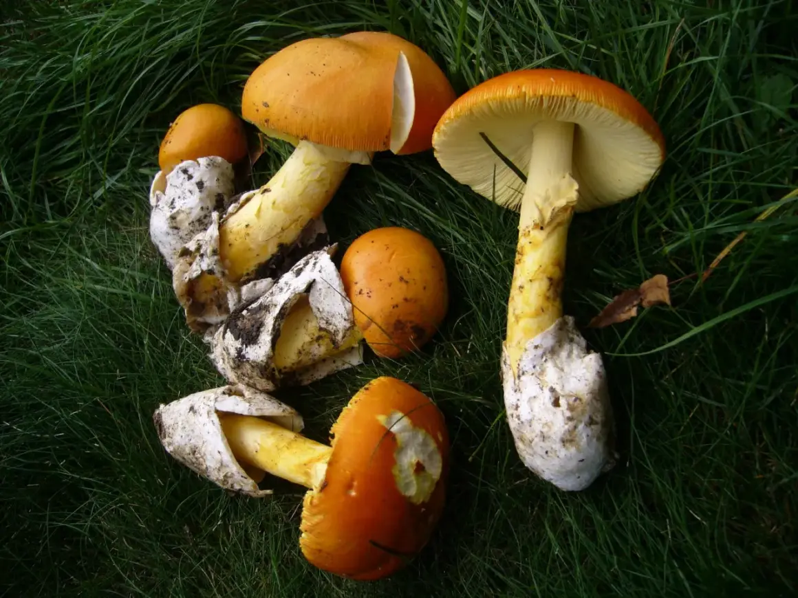 Hongos de color naranja brillante, algunos con volvas blancas, sobre hierba verde. ¡Cuidado! Podrían ser amanita caesarea venenosa.