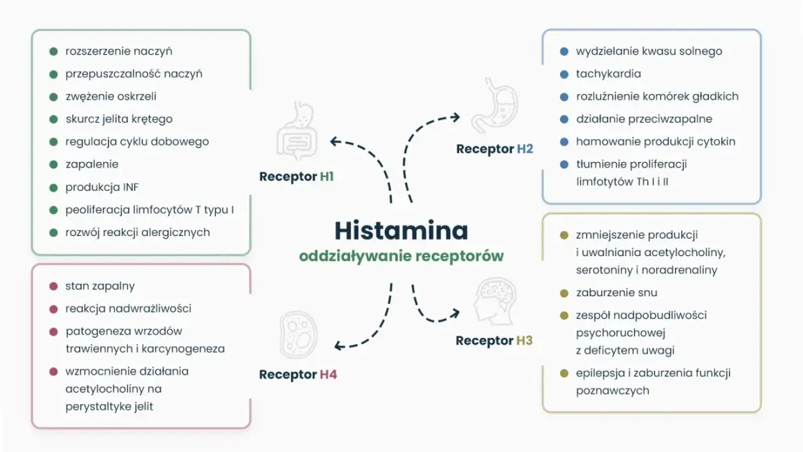Schemat działania histaminy na receptory H1-H4, kluczowy dla zrozumienia nietolerancji histaminy i jej leczenia.