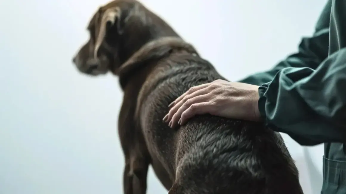 Main d'un vétérinaire caressant un chien brun, peut-être pour le réconforter face à une insuffisance rénale canine.