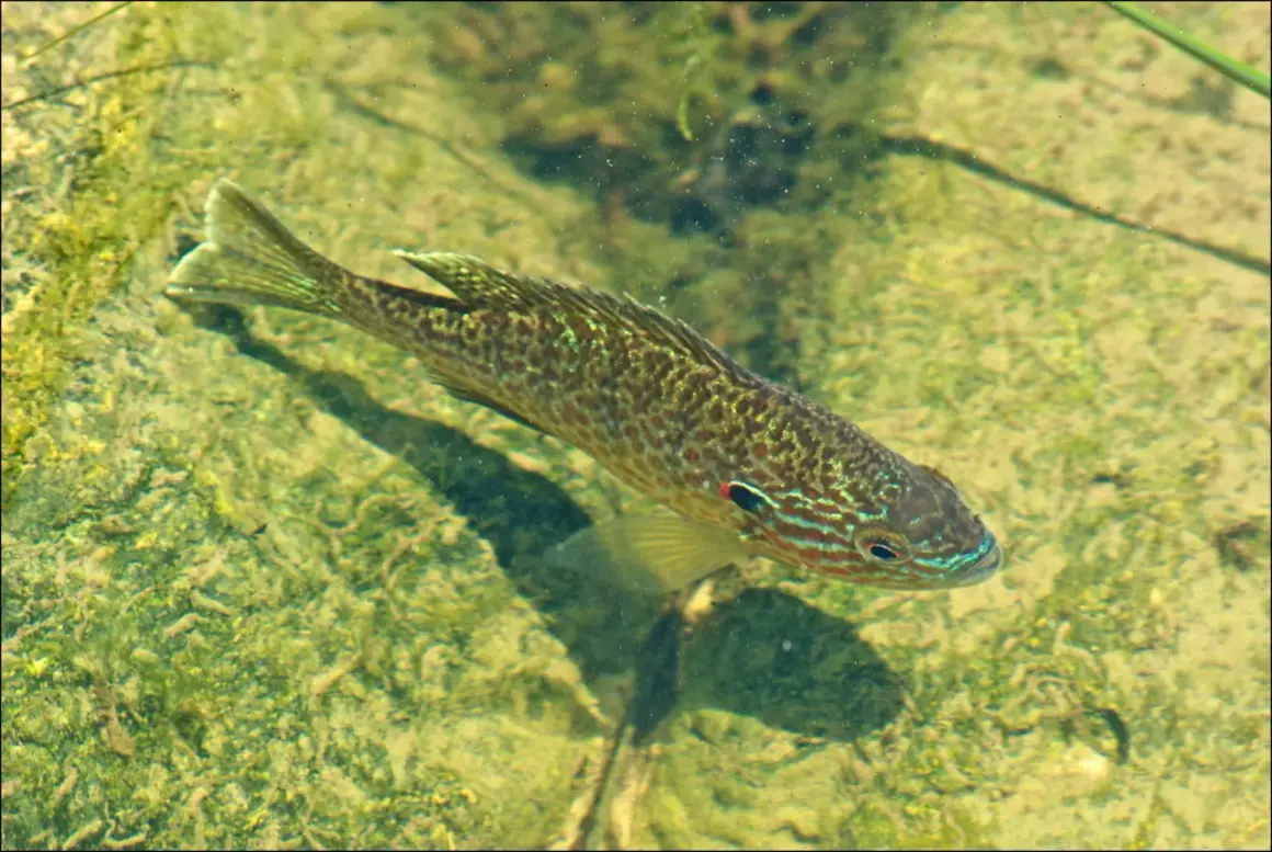 Un poisson perche soleil aux couleurs vives nage dans une eau claire, sur un fond verdoyant et rocheux.