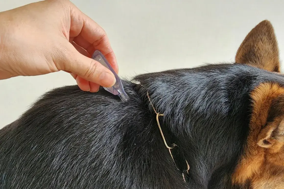 Mano aplica tratamiento antipulgas en la nuca de un perro.