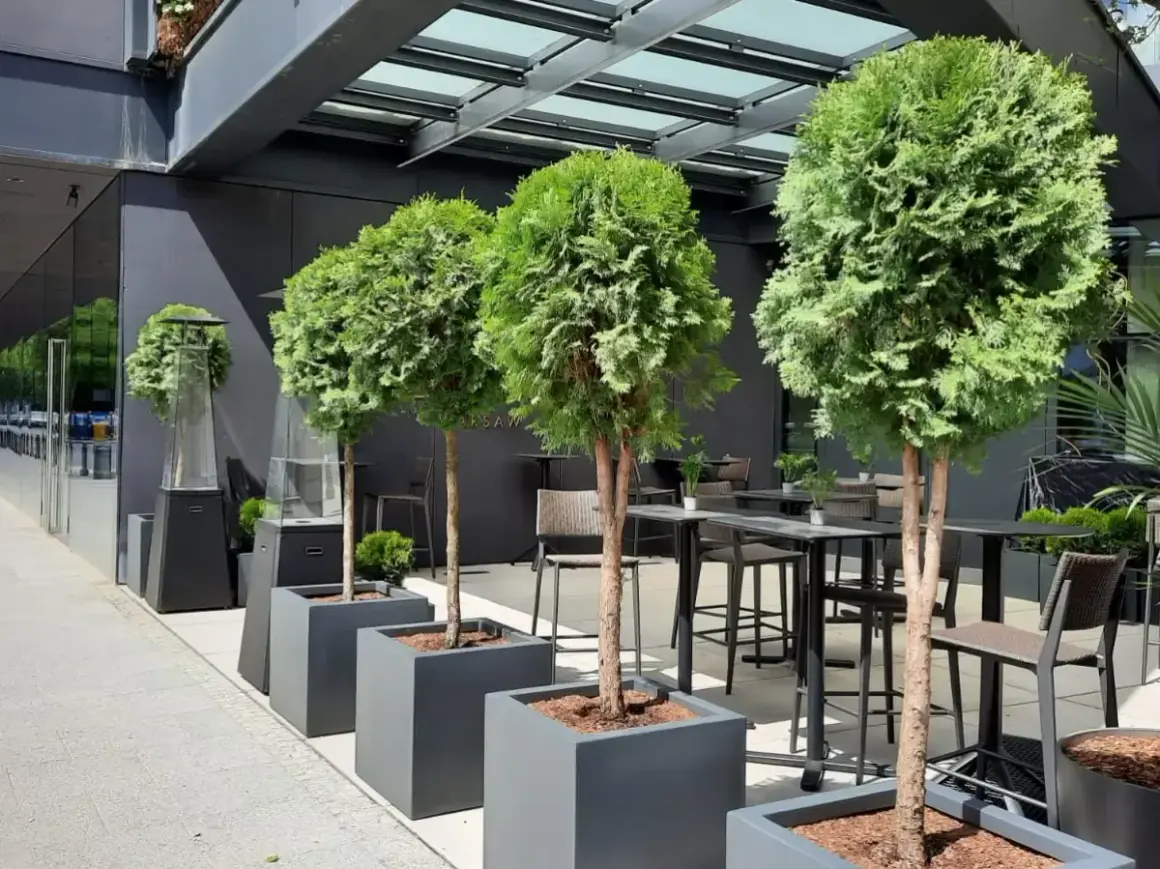 Krzewy w donicach przed domem tworzą zieloną alejkę. W tle stoliki i krzesła restauracyjne.