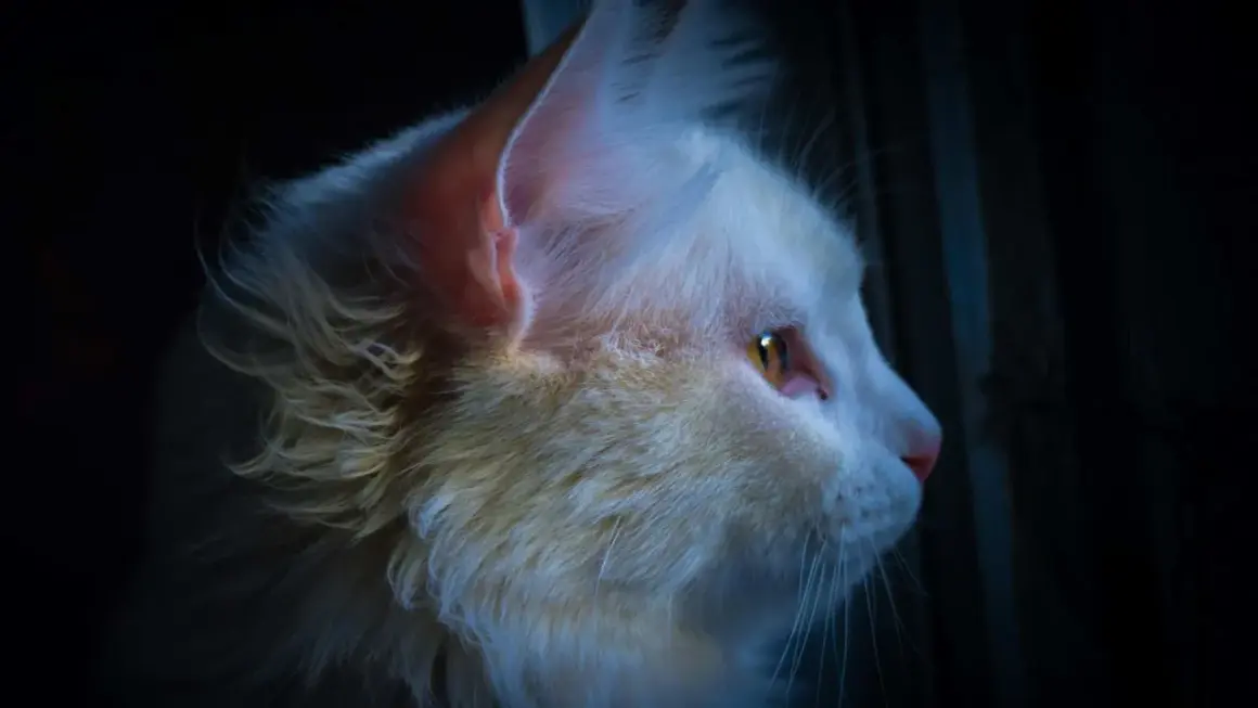 Gato blanco de ojos ámbar mira fijamente en la oscuridad. ¿Cómo callar a un gato por la noche?