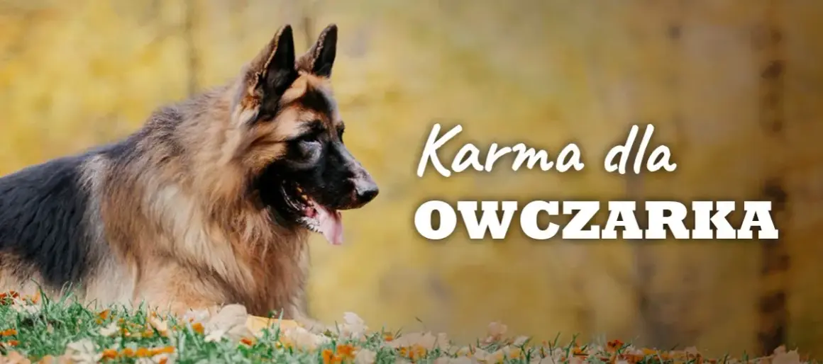 Ile suchej karmy dla owczarka niemieckiego - unikaj błędów w karmieniu