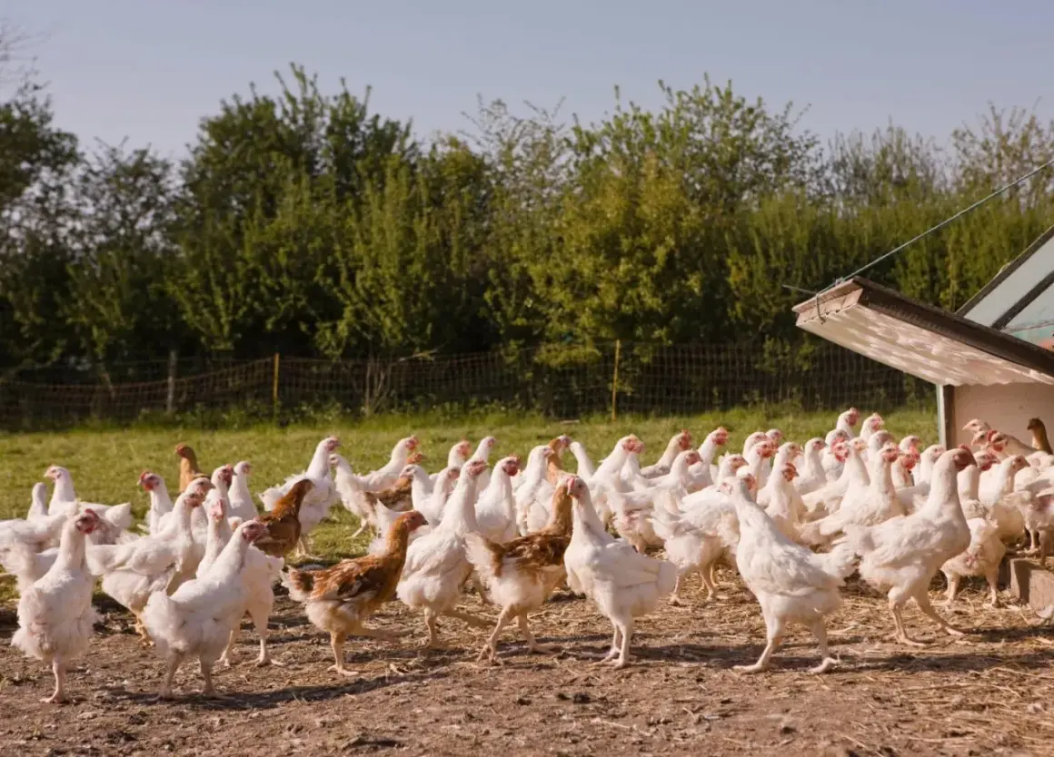Un gruppo di galline bianche e marroni si muove liberamente in un recinto per l'allevamento galline all'aperto, con un pollaio sullo sfondo.