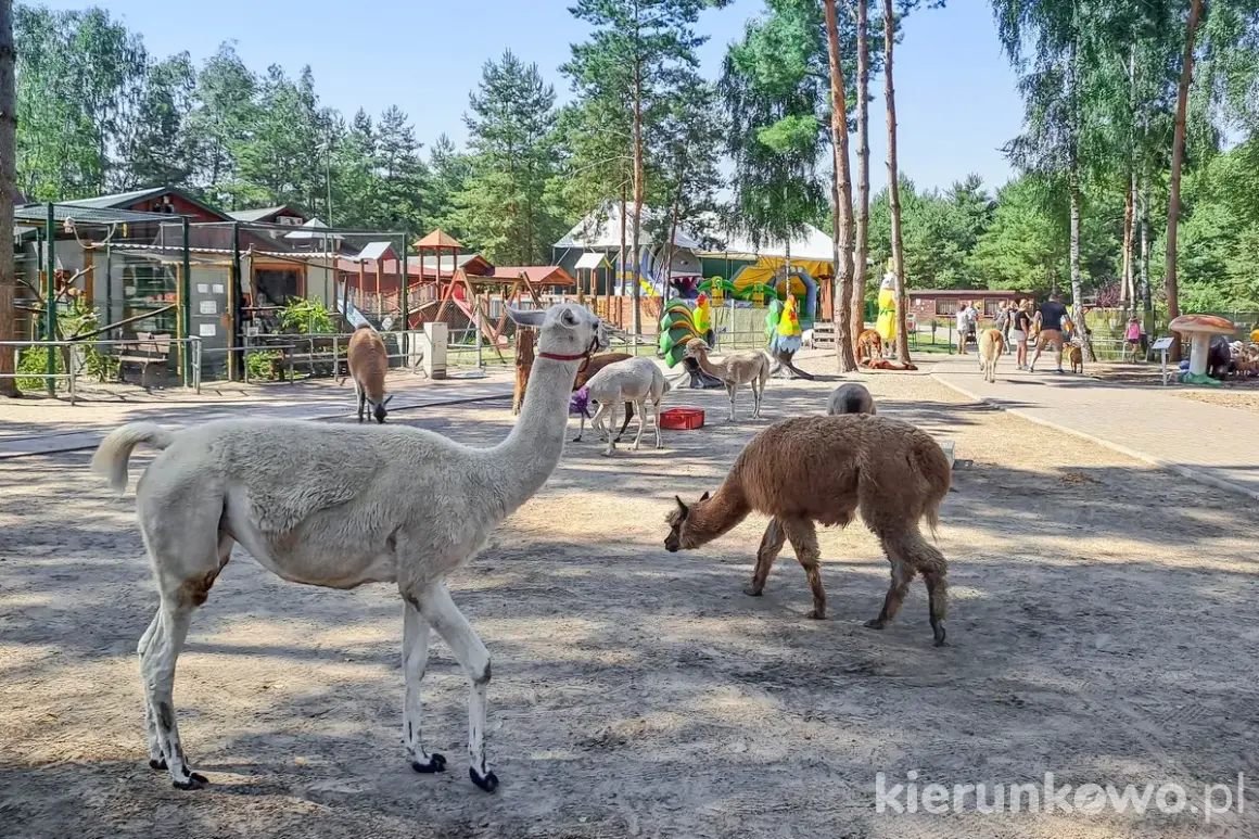 Urocze lamy spacerują po mini zoo. W tle widać plac zabaw i inne zwierzęta, ale niedźwiedzia nie ma.