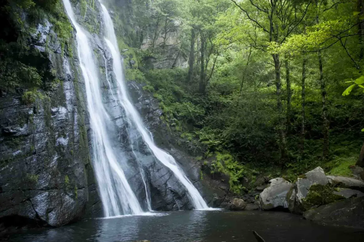 La seimeira de Vilagocende, una cascada imponente que cae por rocas cubiertas de musgo, rodeada de un bosque frondoso y verde.