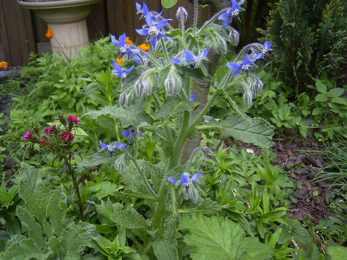 Eine blaue borretsch pflanze mit sternförmigen Blüten und behaarten Blättern wächst im Garten.