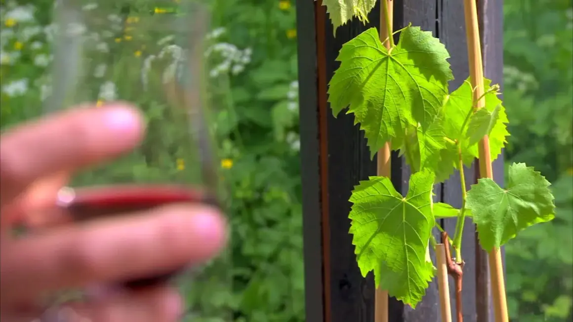 Gröna vinrankor i Sverige, med en suddig hand som håller ett glas rött vin i förgrunden.