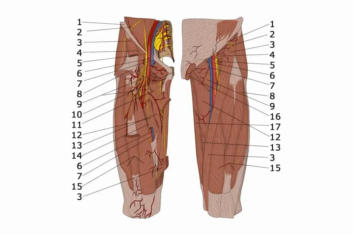 Anatomische Darstellung der Oberschenkelmuskulatur mit Nerven und Gefäßen. Der m. pectineus ist als Teil der inneren Oberschenkelmuskulatur erkennbar.