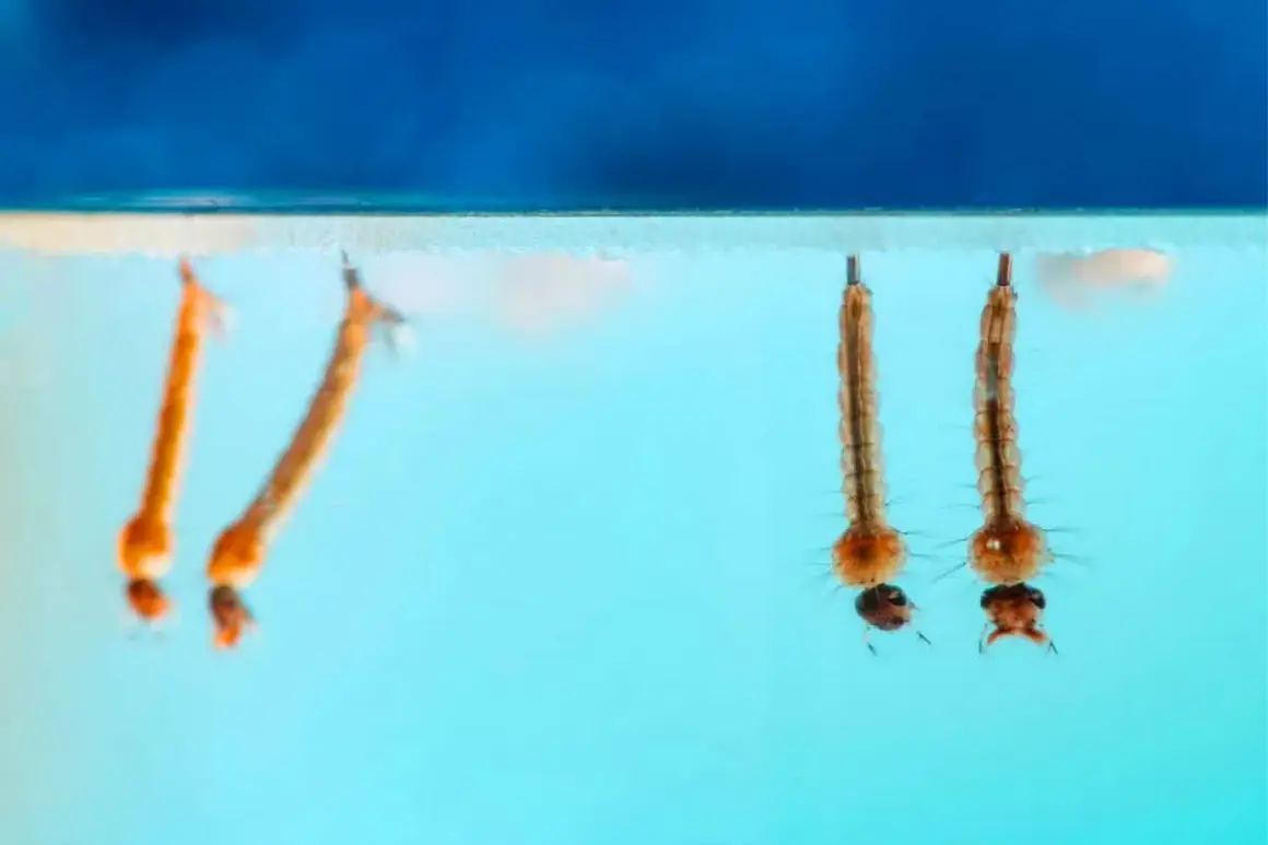 Des larves de moustique, appelées "têtards", se développent dans l'eau stagnante. Elles respirent à la surface, prêtes à devenir des adultes volants.