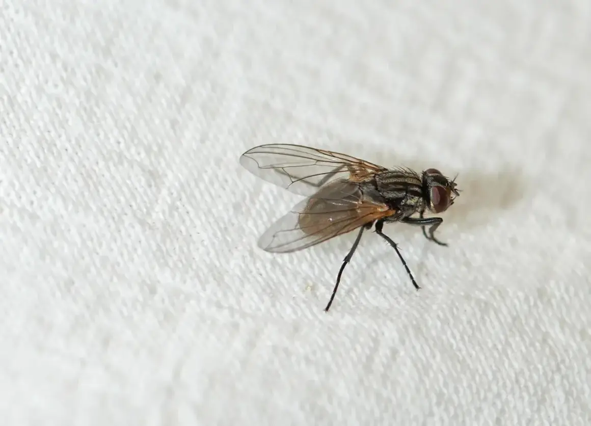 Eine Fliege auf weißem Tuch. Suche nach hausmittel gegen kleine fliegen, um sie loszuwerden.