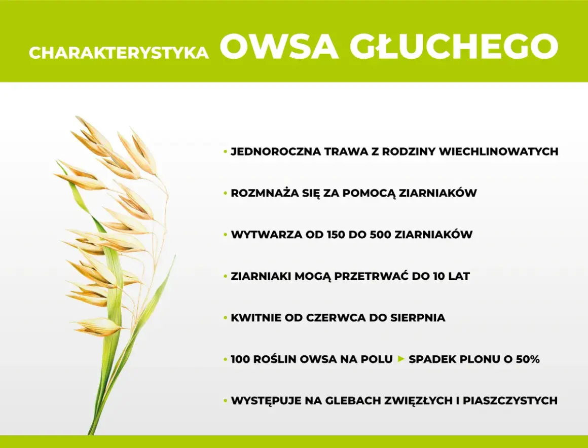 Charakterystyka owsa głuchy: jednoroczna trawa, rozmnaża się z ziarniaków, które mogą przetrwać do 10 lat. Skuteczne zwalczanie jest kluczowe.