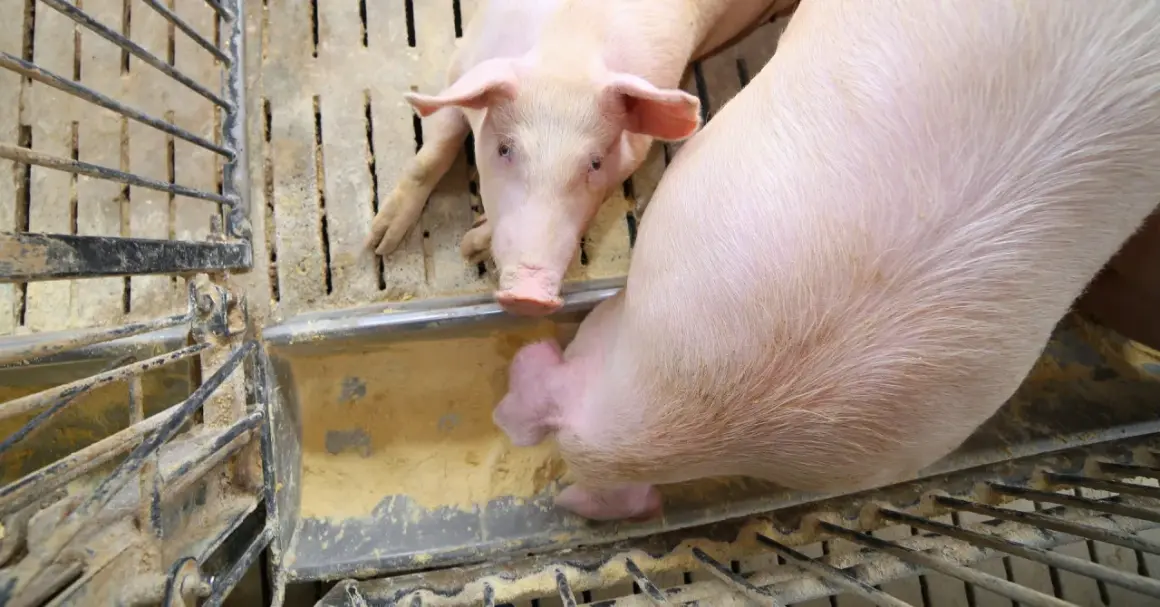 Dwa różowe prosiaki jedzą z koryta. Ich zdrowie i przyrost masy wpływają na ceny świń.