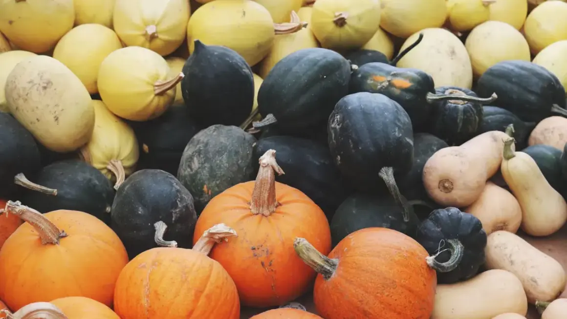 Un assortiment coloré de courges d'automne, incluant des citrouilles orange vif, des courges de butternut pâles et des courges d'acorn vert foncé.