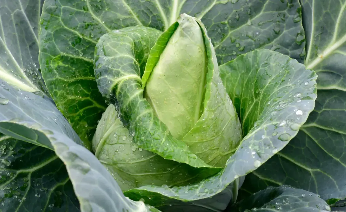 Ein frischer Spitzkohl mit Tautropfen auf den Blättern, bereit zum Ernten. Perfekt für den Anbau im eigenen Garten.
