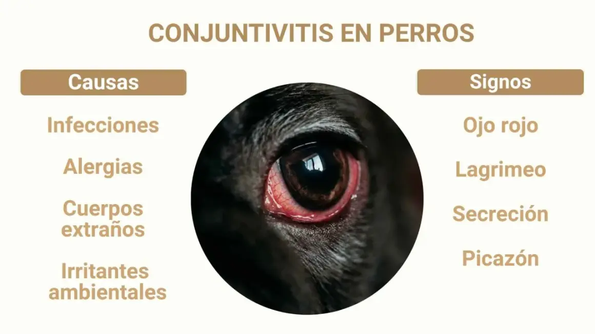 Ojo rojo e inflamado de un perro, indicando conjuntivitis. Causas: infecciones, alergias, cuerpos extraños, irritantes. Signos: lagrimeo, secreción, picazón.