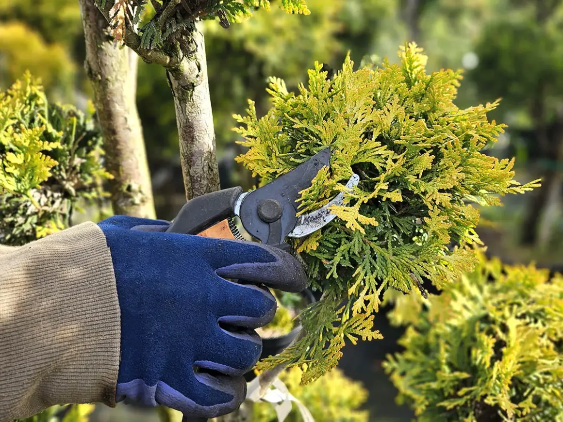 Ręka w rękawicy przycina gałązkę żywotnika, ucząc się, jak przycinać tuje na bonsai.