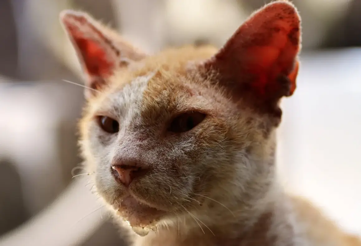 Gato anaranjado con aspecto demacrado, posible indicio de inmunodeficiencia felina fases avanzadas.